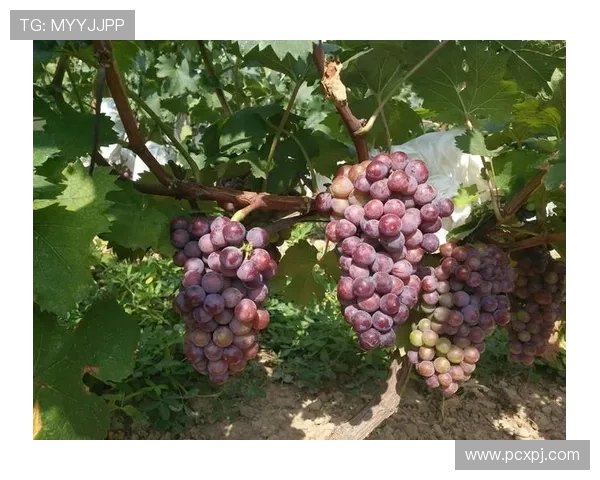 新葡萄娱乐城登录入口最新更新确保畅玩无障碍